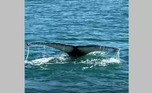 Cape May Whale Watcher Spots Whale With 80 Dolphins [VIDEO]