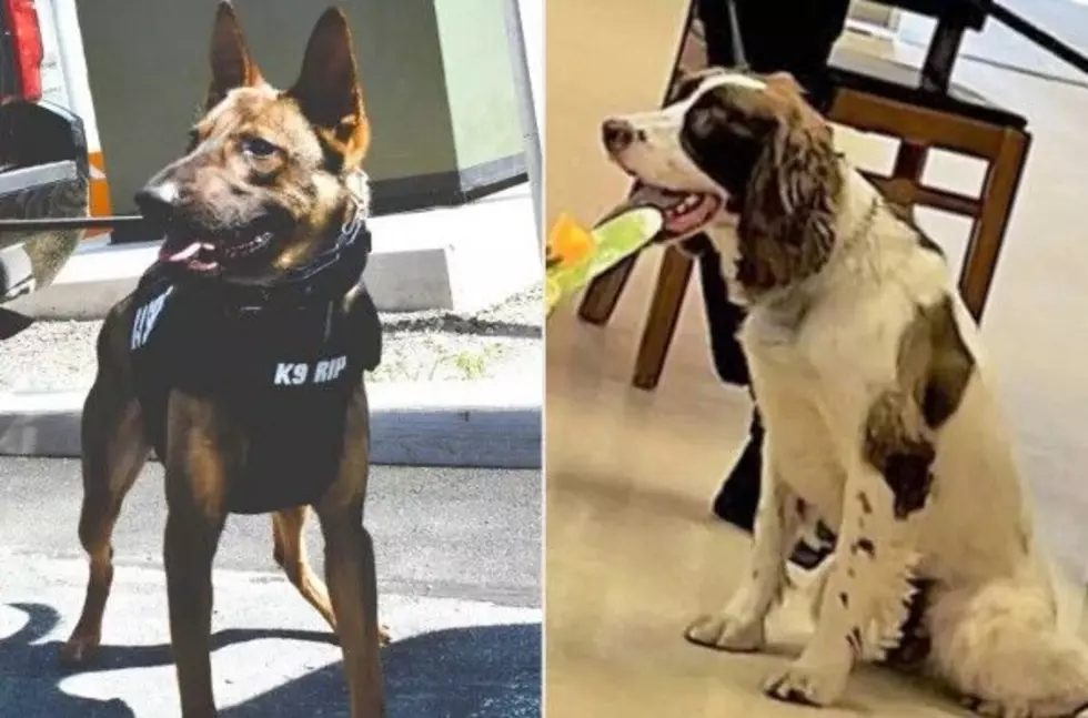 K-9 Deaths: Sheriff’s Officer Rejects Plea Deal in Hot Car Case