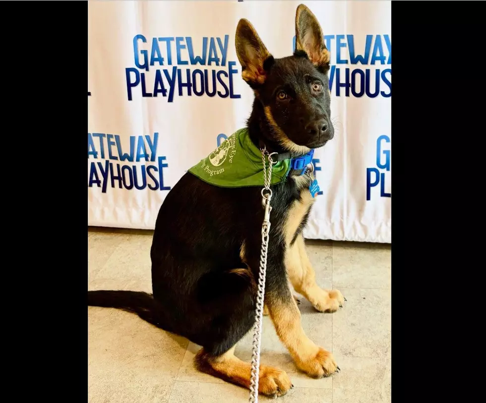 Seeing Eye Puppies Get Training at Gateway Playhouse Rehearsal