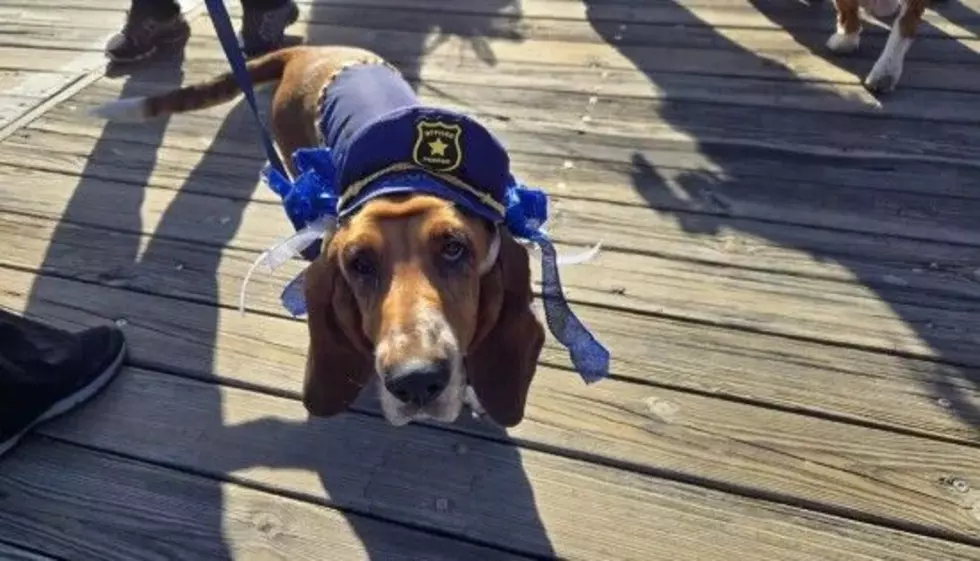 Ocean City’s Howl-O-Ween Parade Highlights Dog Days Weekend