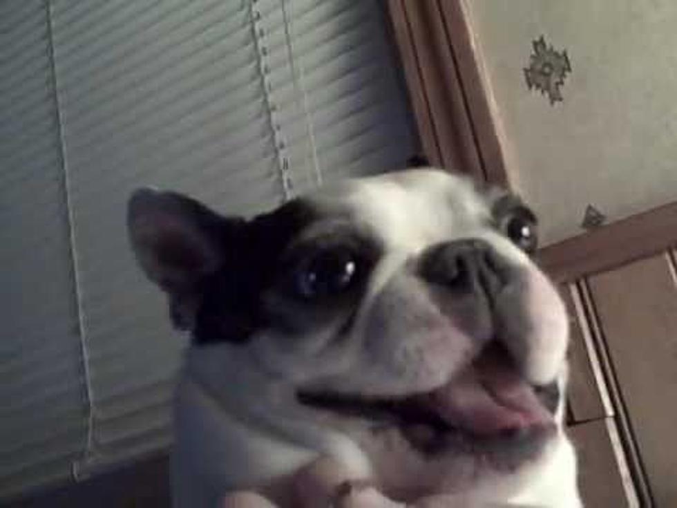 Boston Terrier Dog Getting Tickled! Funny Face [VIDEO]