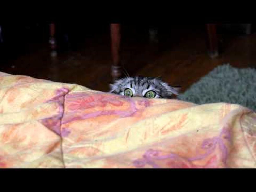 Crazy Cat Is A Stalker – [VIDEO]