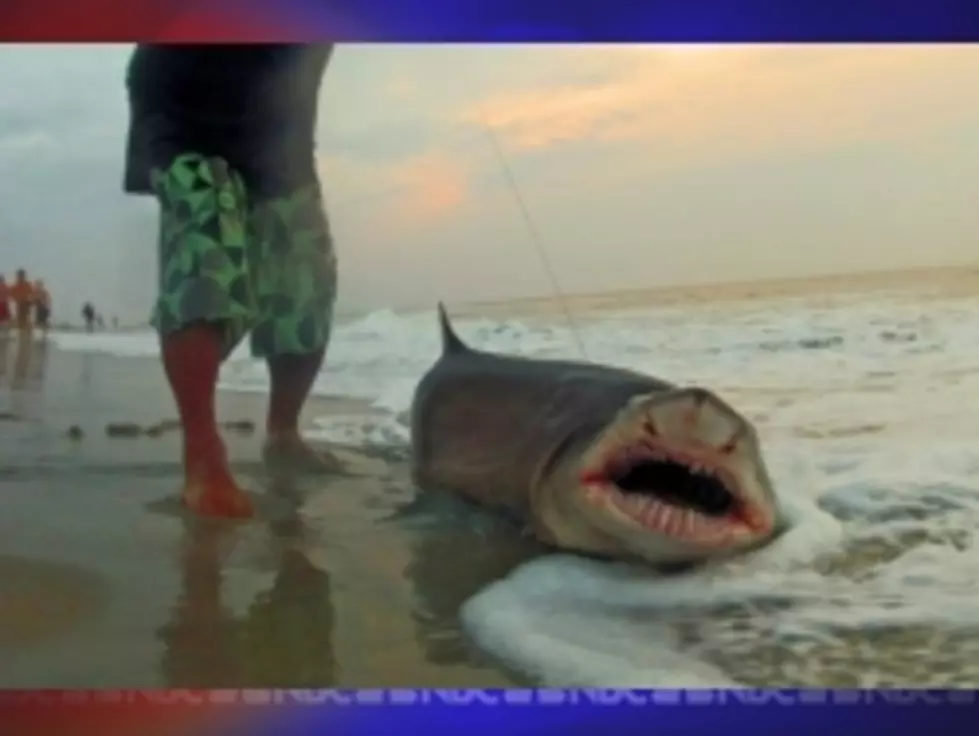 Large Shark Found Wednesday Night in Ocean City