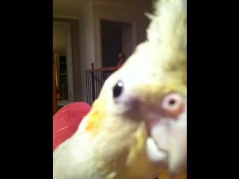 Pet Bird Sings Dubstep [VIDEO]
