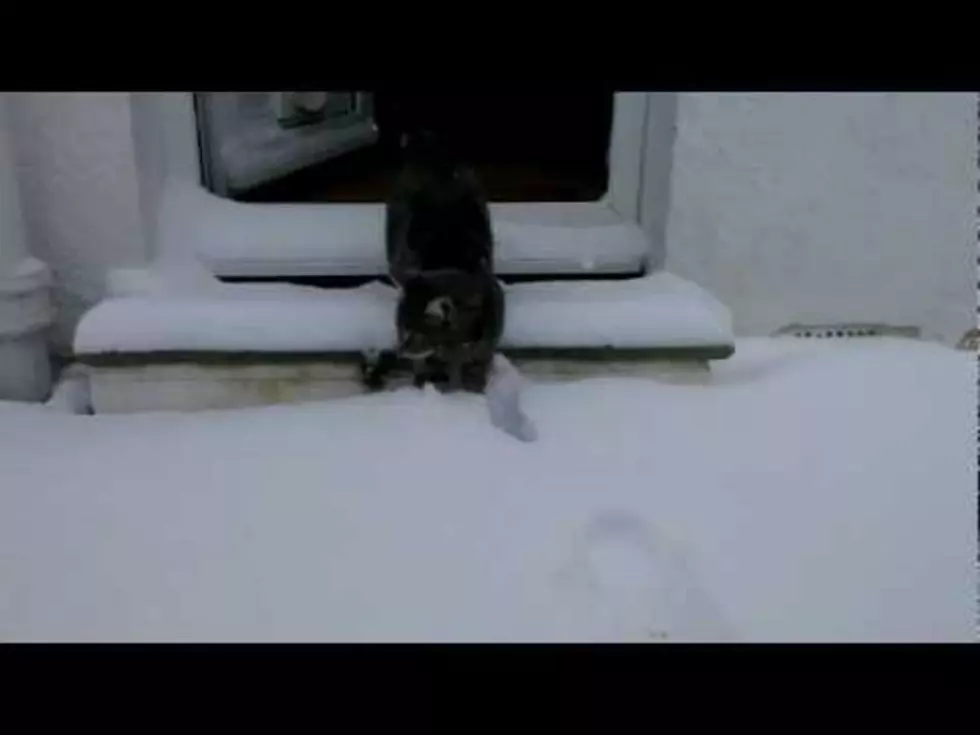 Ace the Cat Meets Snow [VIDEO]