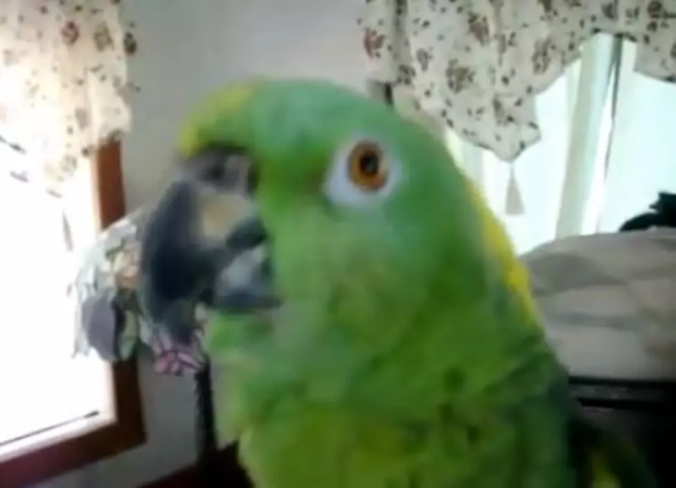 Pet Parrot Caught Singing Heavy Metal Song! [VIDEO]