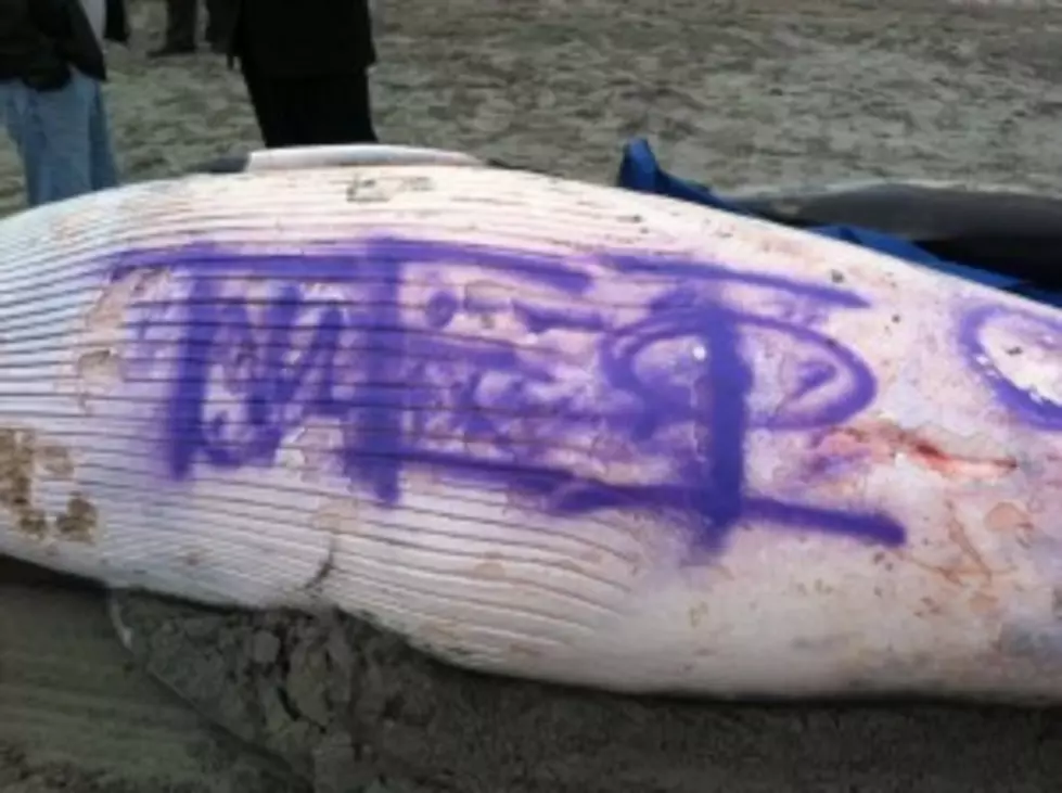 Dead Whale Found Spray-Painted With Graffiti on Local Beach