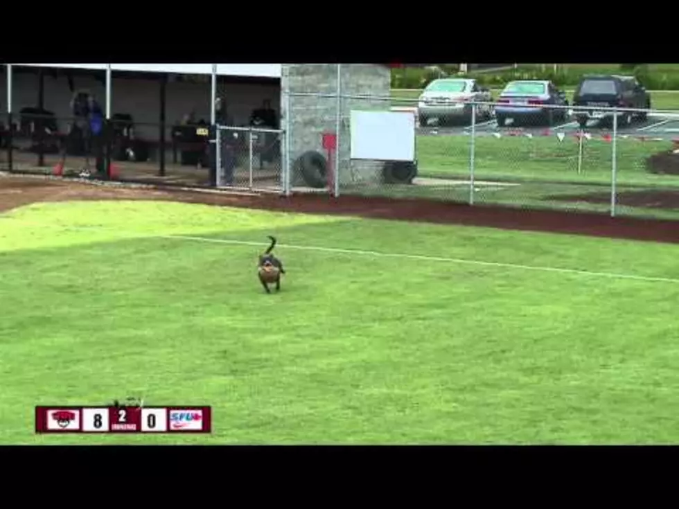 Dog Goes Wild and Runs Across Softball Field While Stealing Players&#8217; Gloves [VIDEO]