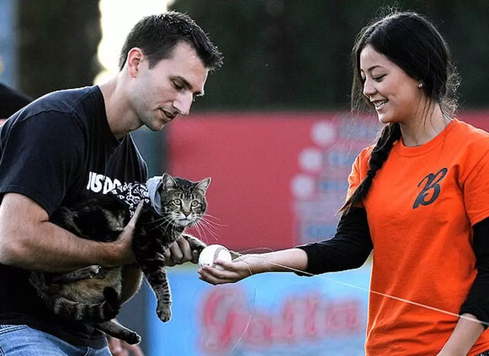 Hero Cat Throws Out First Pitch at Baseball Game [VIDEO]