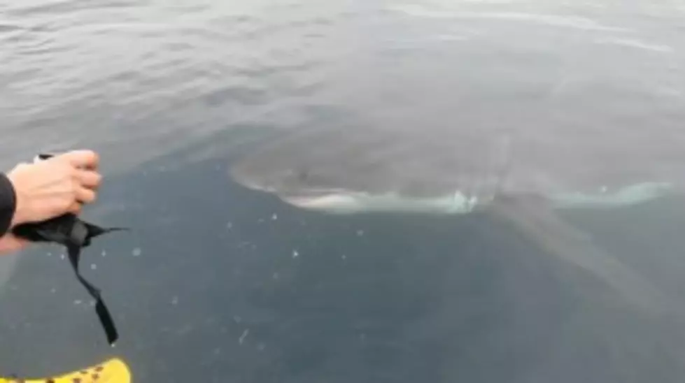 Great White Shark Spotted Off South Jersey Coast [VIDEO]