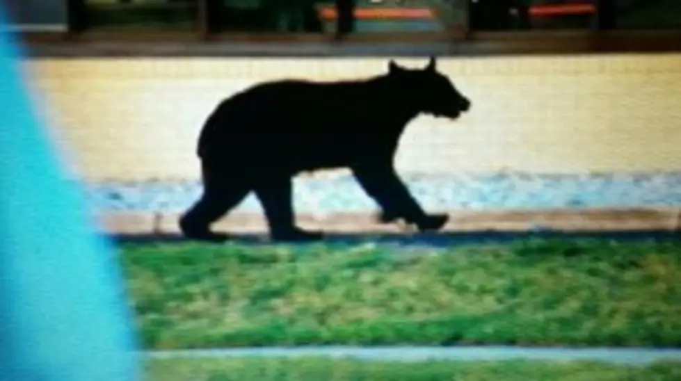 Bear Spotted on New Jersey Parking Lot