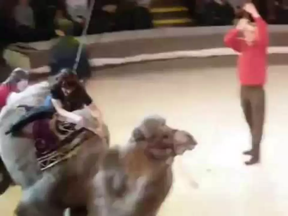 Circus Camel Ride Gone Horribly Wrong [VIDEO]