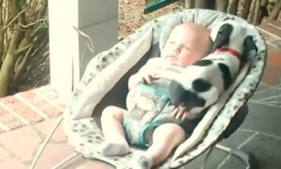 Daily Distraction: Watch Pitbull Puppy Cuddy Baby [VIDEO]