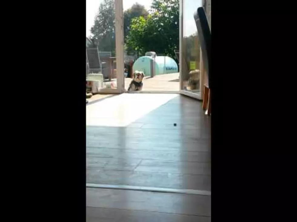 Poor Little Dog Won’t Come Inside Because it Thinks the Glass Door is Closed [VIDEO]