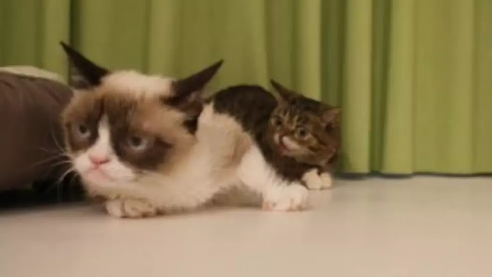 Gumpy Cat Meets Lil' Bub