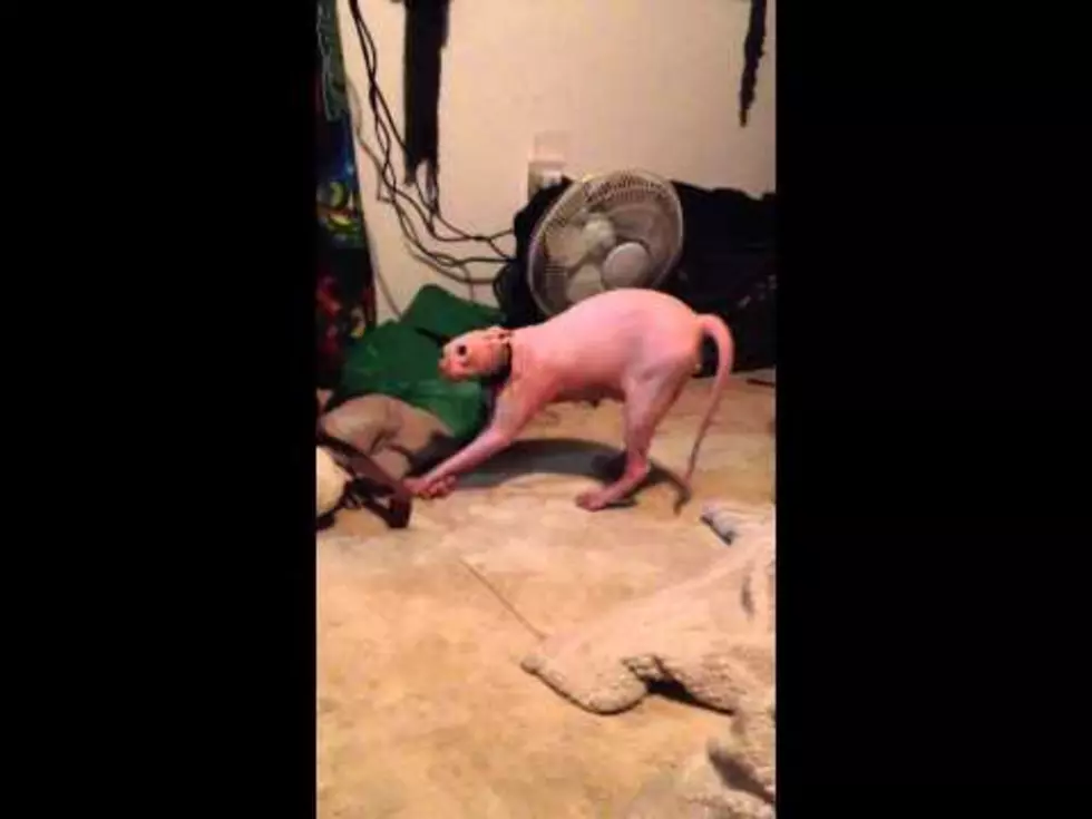 Weird Hairless Cat Faces Off Against Guy in a Werewolf Mask [VIDEO]
