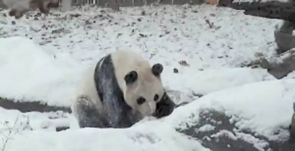 Daily Distraction: Adorable Panda Bear Has a Ball Playing in the Snow [VIDEO]