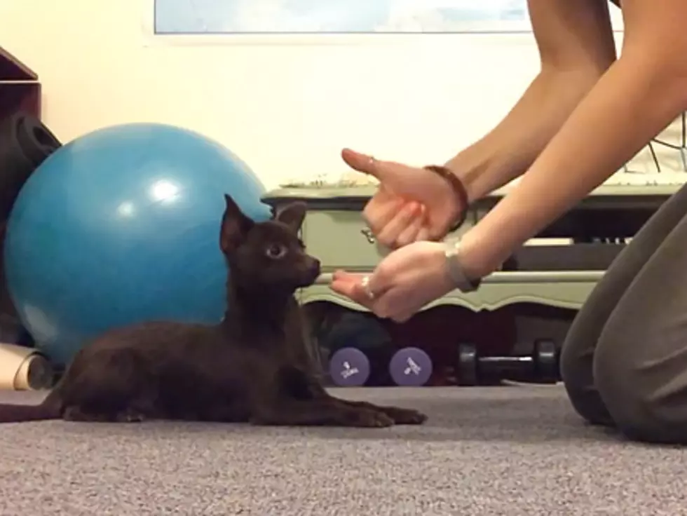 Daily Distraction: Watch Deaf Puppy Respond to Sign Language [VIDEO]