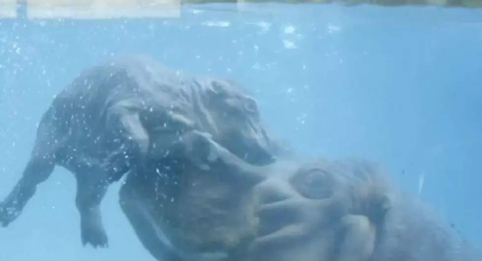 Daily Distraction: Watch a Mama Hippopotamus Swim and Play with Her New Baby [VIDEO]