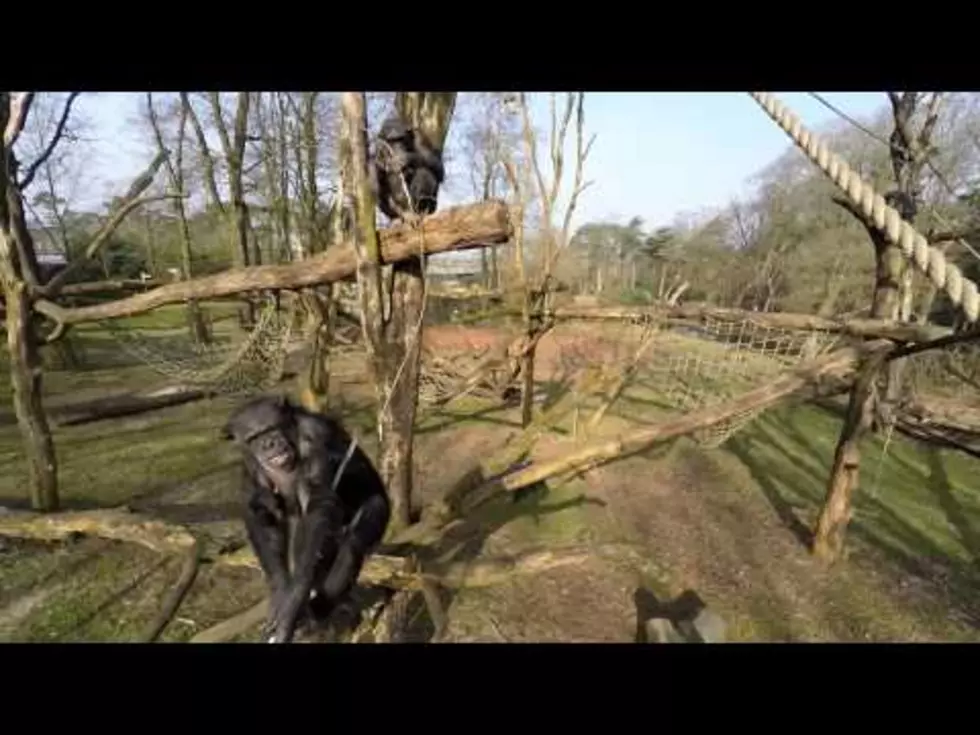 Watch This Annoyed Chimp Knock a Drone Out of the Air While Recording [VIDEO]