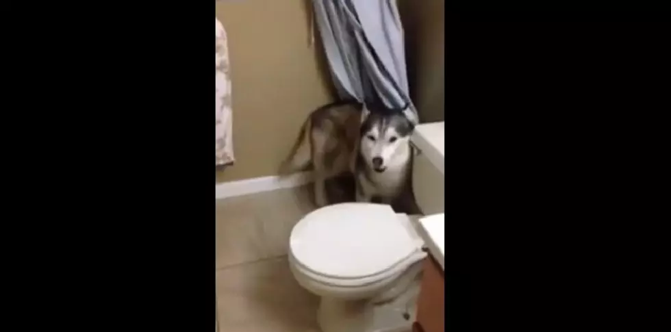 Daily Distraction: Watch Husky Throw Tantrum Over Taking a Shower [VIDEO]