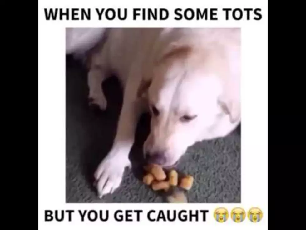 Adorable Dog Has Best Reaction After Getting Caught Eating Tater Tots [VIDEO]
