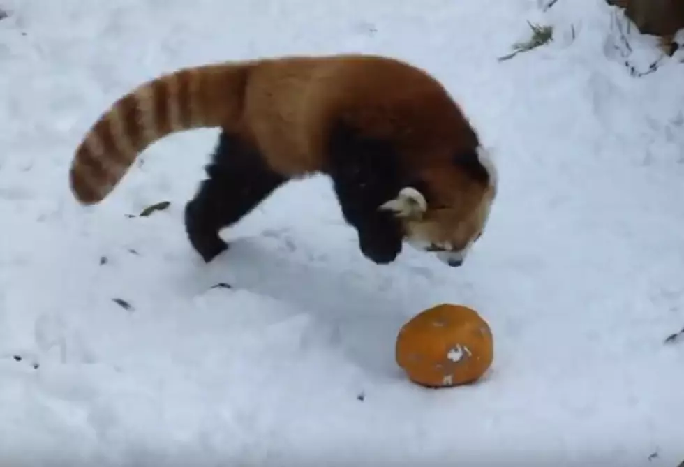 Daily Distraction: Red Panda vs. Pumpkin [VIDEO]