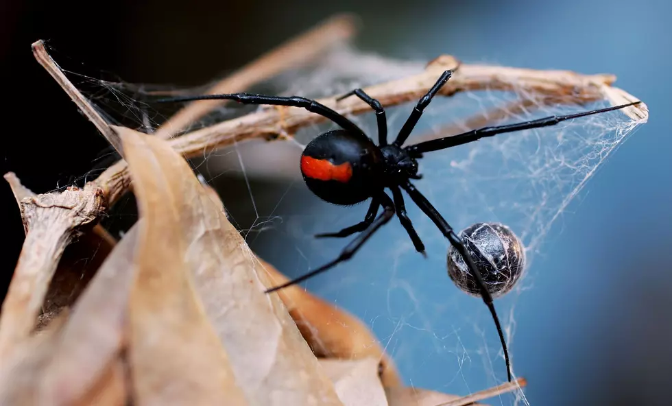 Black Widow Spider Found in Grapes in Bucks County