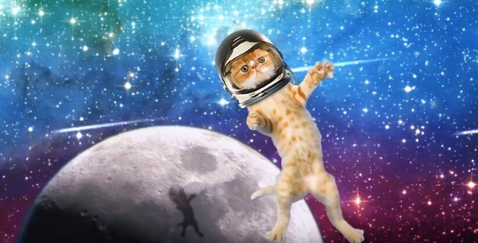 Scientific Proof Watching Cat Videos Makes Us Happier [VIDEO]