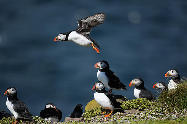 Maine Atlantic Puffins Are Spending Their Winter In New Jersey