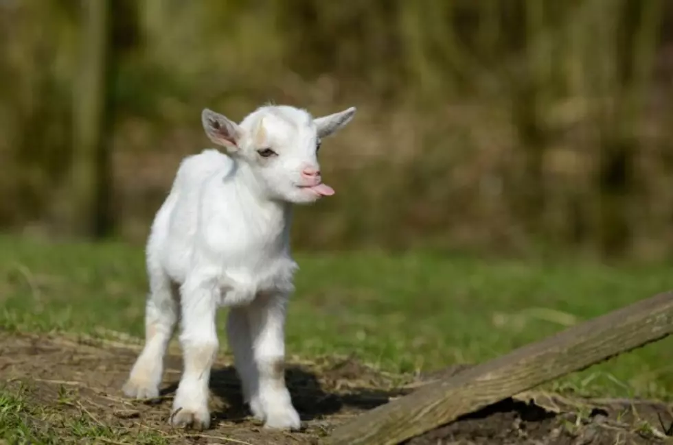 Why Miniature Farm Animals Are the Latest Trend [VIDEO]