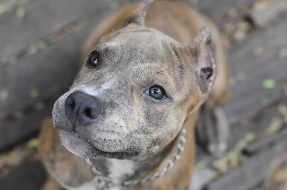 Little New Jersey Girl Sings to Her Foster Dog in Adorable Video