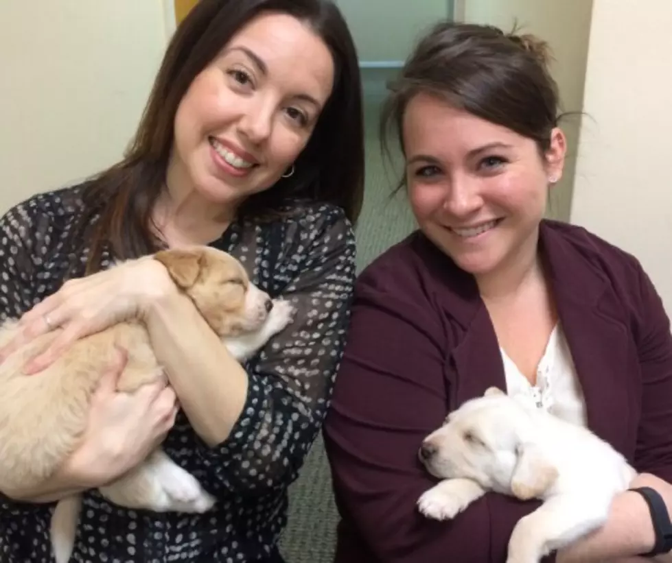 Why Your Workplace Should Reconsider the &#8216;No Pets at Work&#8217; Rule [CUTE VIDEO]