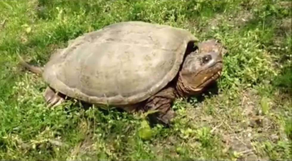 Jurassic Turtle Spotted [VIDEO]