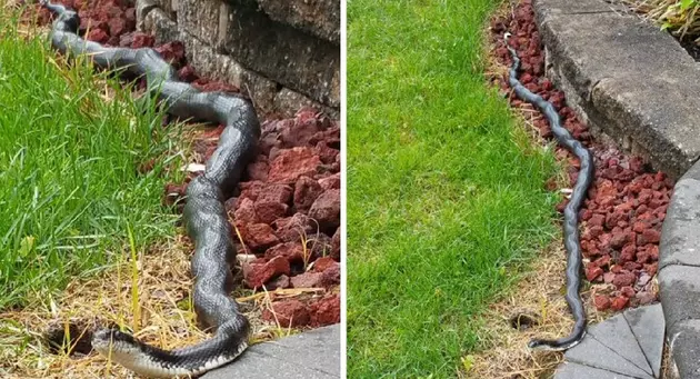 Giant Snake Spotted Slithering Around Vineland Neighborhood