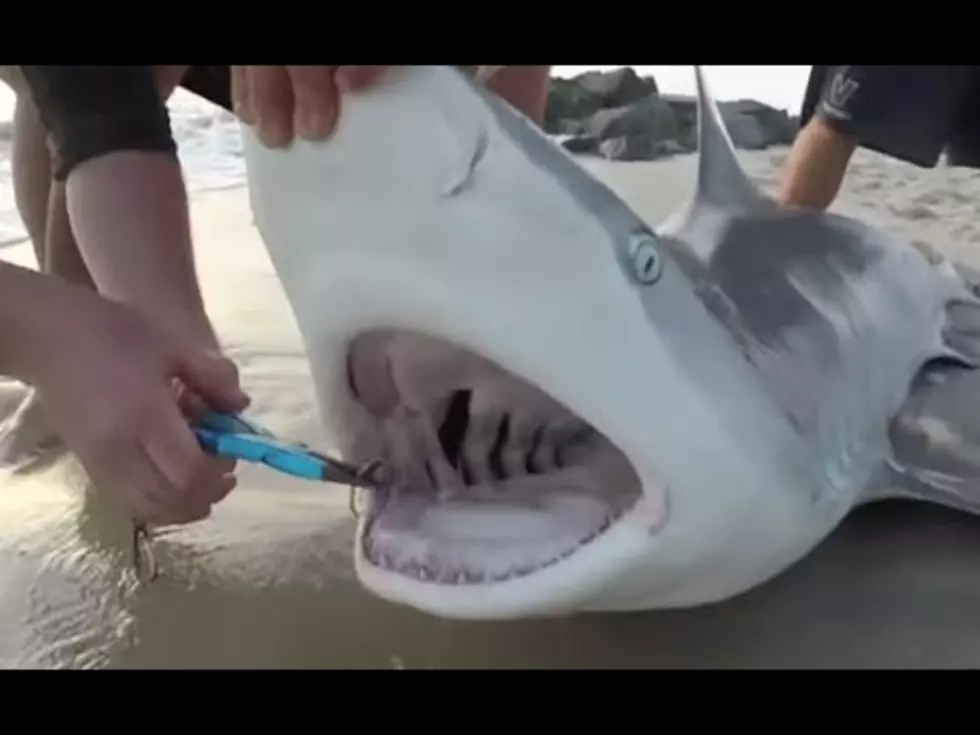 Sharks Caught on South Jersey Beach