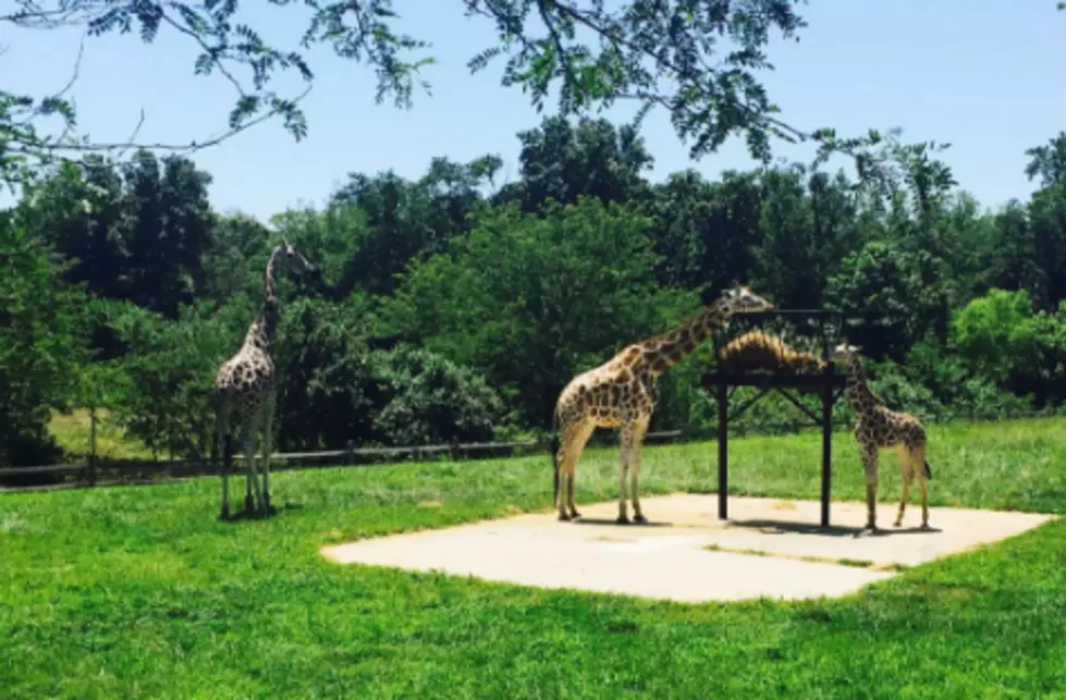 New Jersey Zoo Named One of the Best in the Country