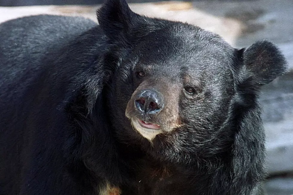 New Jersey Man Lies About Being Attacked By a Bear