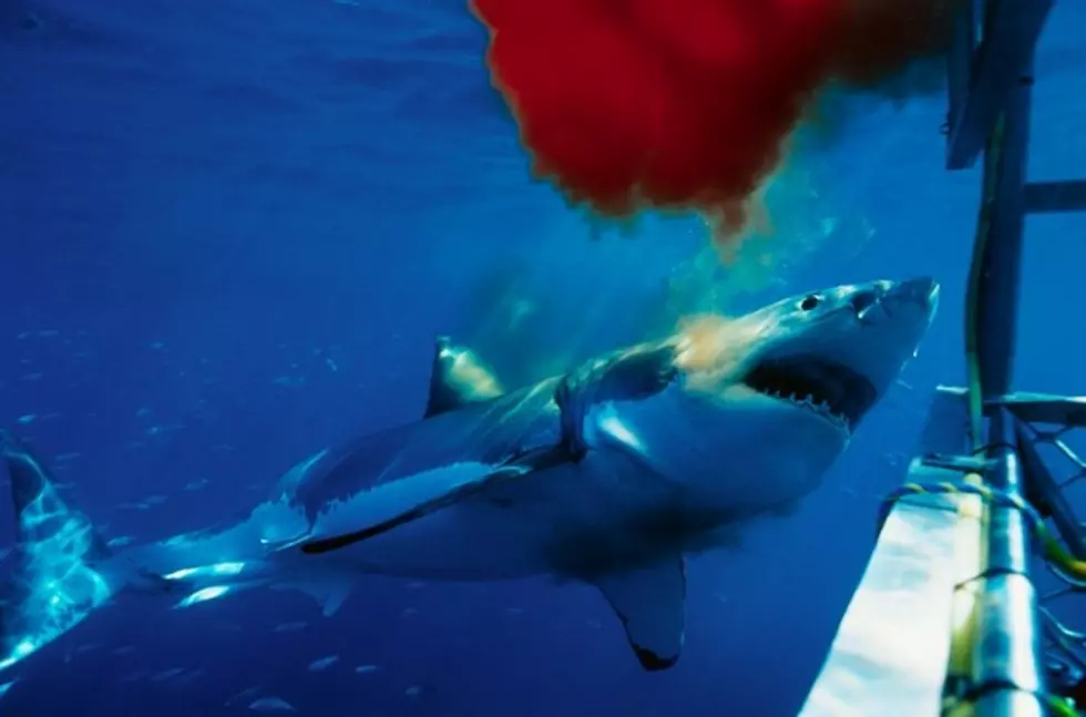 Sharks Attack Dolphin off LBI