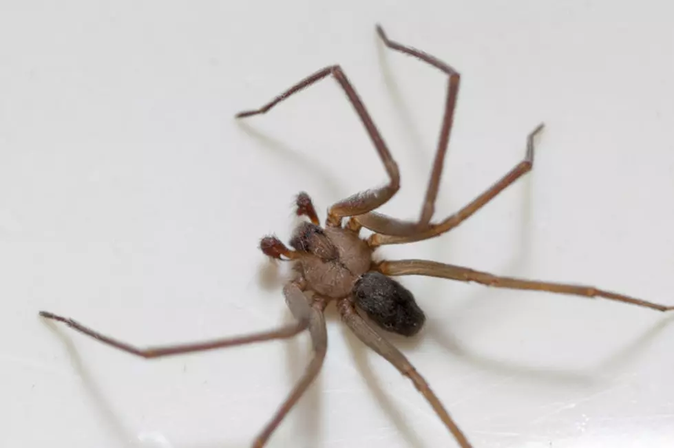 People Are Freaked Out by This Giant Spider Carrying a Mouse [VIDEO]