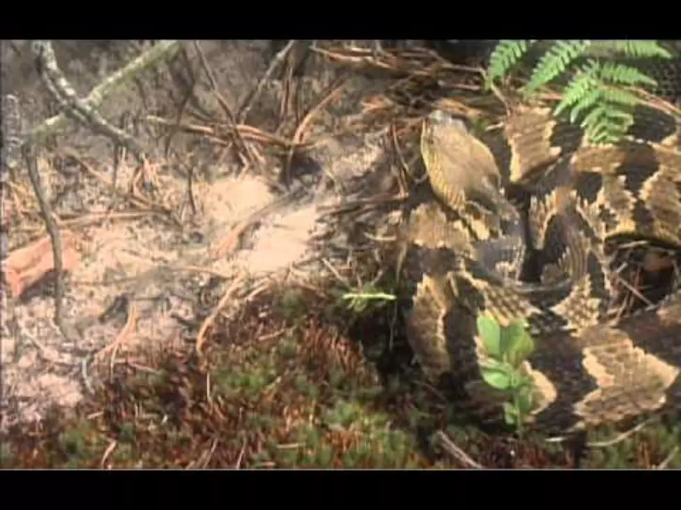 Rattlesnakes Spotted in South Jersey Pine Barrens