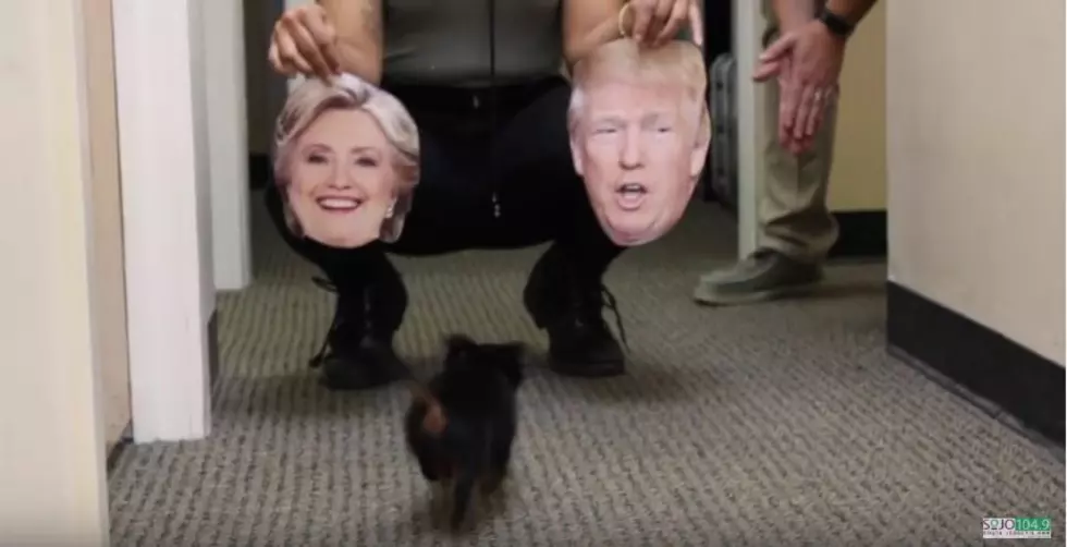 Puppy Picks Next President