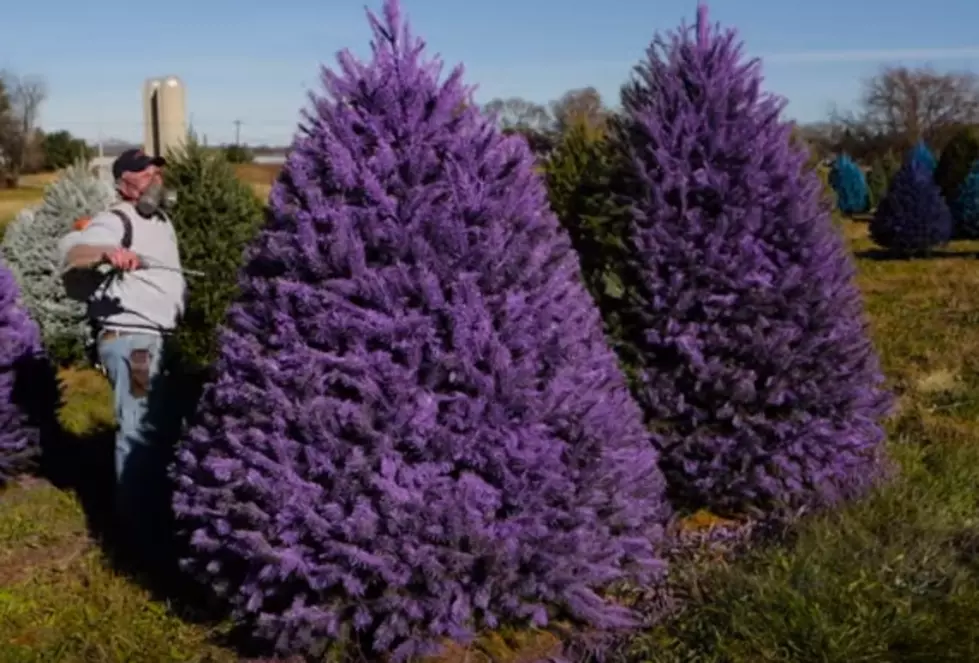 This New Jersey Tree Farm Wants You To Have a Colorful Christmas