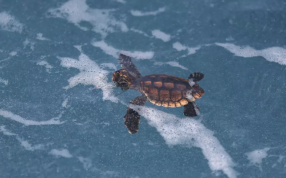 Camden Aquarium Needs Your Help Naming Their Cute New Baby Turtle