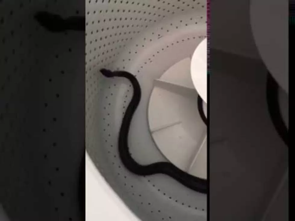WATCH: Salem County Woman Finds Snake in Her Washing Machine