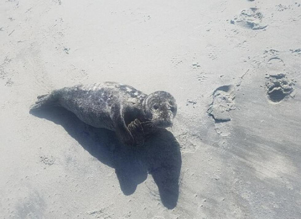 Coast Guard Rescues Baby Seal in Cape May [PHOTOS]