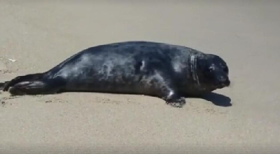 Are These Little Seals Returning to the Ocean The Cutest Thing? [VIDEO]
