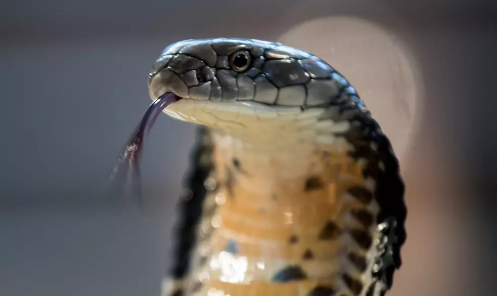 Live King Cobras and Lizards Found in Package at JFK Airport
