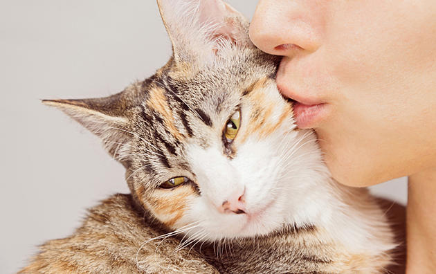 Here&#8217;s a Checklist to See if Your Cat Loves You or Not