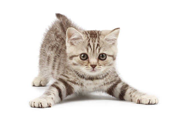Do Some Yoga with Adorable Kittens Up for Adoption in Millville